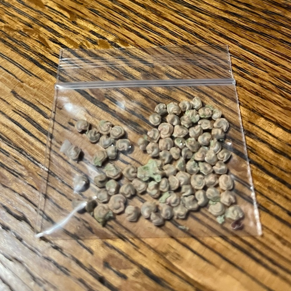 Prickly Pear Cactus Seeds (Approx 50)